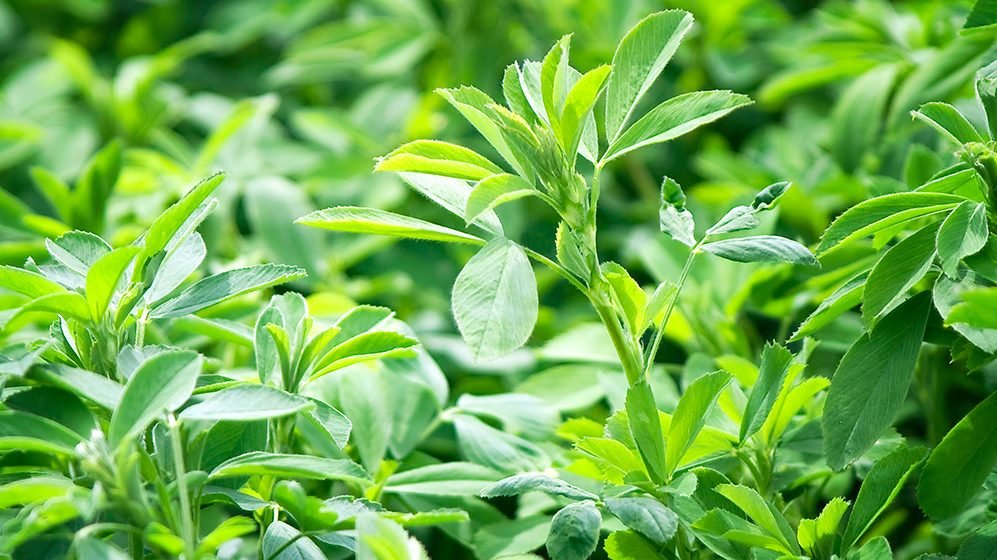 Alfalfa Planting
