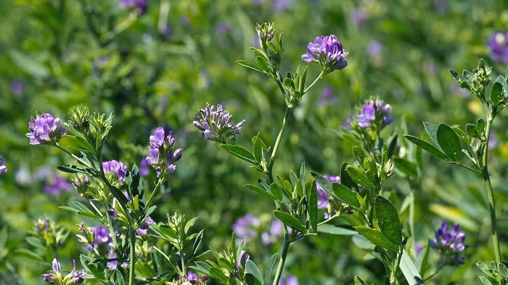 Fall Alfalfa Planting